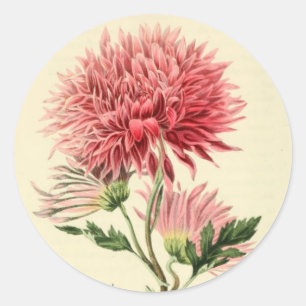 Sticker Rond Fleur rose vintage de chrysanthème