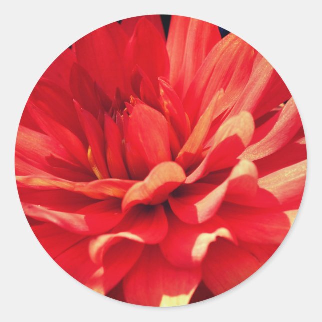 Sticker Rond Fleur Rouge Dahlia (Devant)