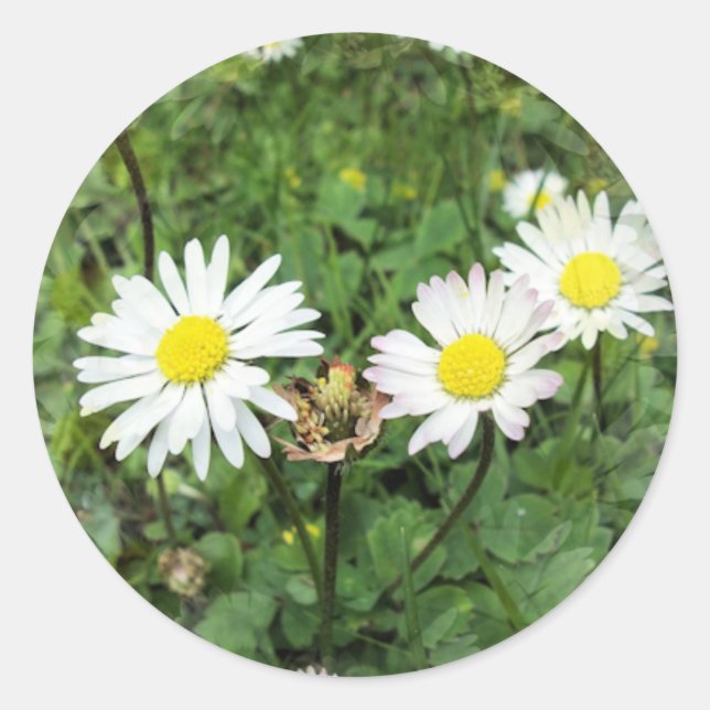 STICKER ROND FLEUR SAUVAGE (Devant)