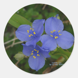 Sticker Rond Fleur sauvage Blue Spiderwort Hot Springs AR Cadea