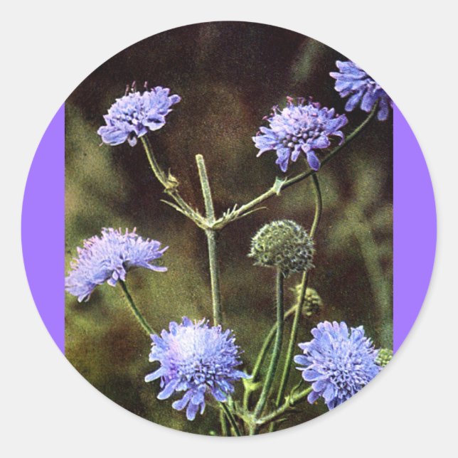 Sticker Rond Fleur sauvage : Champ Scabious (Devant)