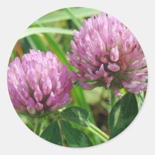 Sticker Rond Fleur sauvage de trèfle rose - Trifolium pratense