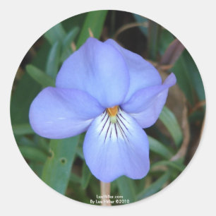 Sticker Rond Fleur sauvage Oiseaux-Pied Violet IV sources therm