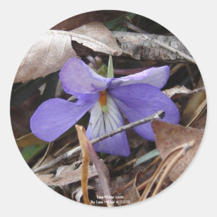 Sticker Rond Fleur sauvage Oiseaux-Pied Violet Sources thermale