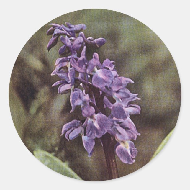 Sticker Rond Fleur sauvage : Orchidées violettes précoces (Devant)