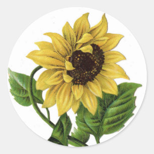 Sticker Rond Fleur Vintage de tournesol Jaune Florale Mariage