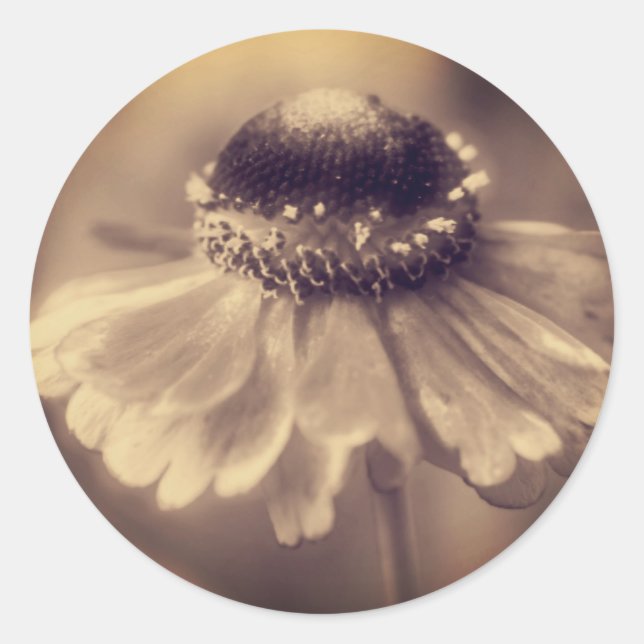 Sticker Rond Fleur vintage Sepia Zinnia  (Devant)