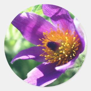 Sticker Rond Fleur violette Pasque