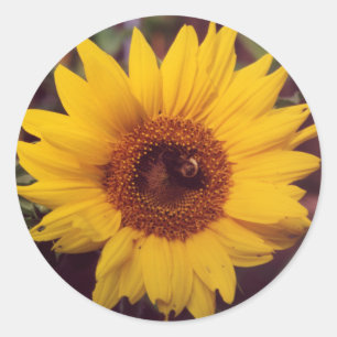 Sticker Rond Fleuron de tournesol avec insecte de bourdon