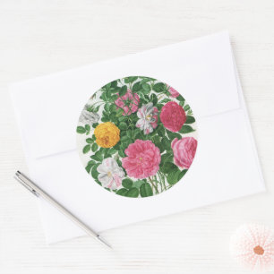 Sticker Rond Fleurs anciennes en fleurs, roses de jardin de pri