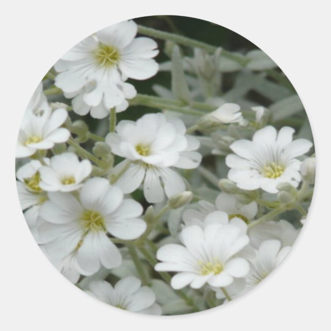 Sticker Rond Fleurs blanches du jardin (Devant)