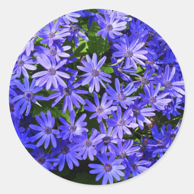 Sticker Rond Fleurs bleues à la marguerite Nature Photographie (Devant)
