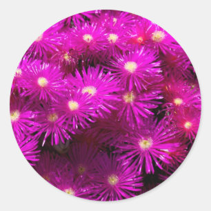 Sticker Rond Fleurs d'aster rose