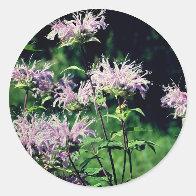 Sticker Rond Fleurs de baume d'abeille violet (Devant)