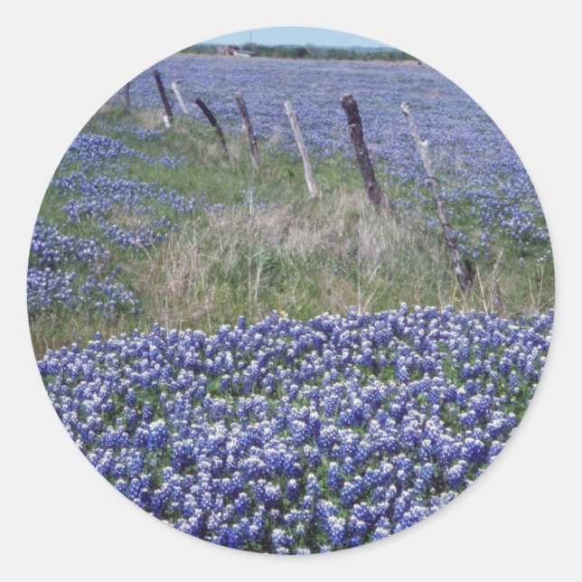Sticker Rond Fleurs de bonnets bleu jaune (Devant)