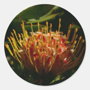 STICKER ROND FLEURS DE CACTUS EXOTIQUES ORANGE