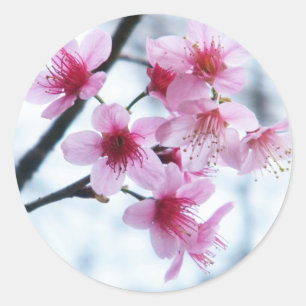 Sticker Rond Fleurs de cerisier - A