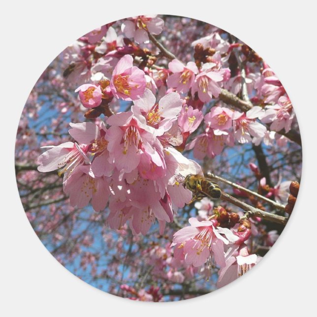 Sticker Rond Fleurs de cerisier et fleurs de printemps roses d' (Devant)