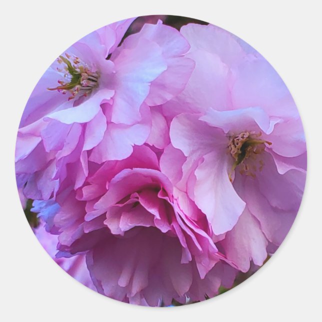 Sticker Rond Fleurs de fleurs de cerisier rose (Devant)