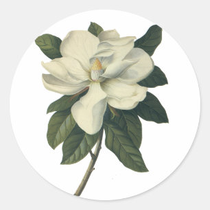 Sticker Rond Fleurs de fleurs vintages de Magnolia Blanche en f