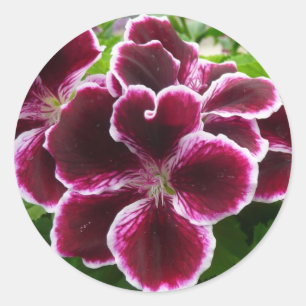 Sticker Rond Fleurs de géranium Regal Élégant Maroon Floral Lug