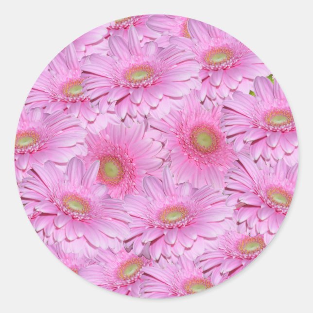 Sticker Rond Fleurs De Gerbera Rose Dans Des Clusters Serrés, (Devant)