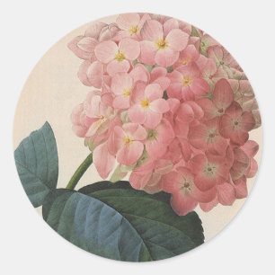 Sticker Rond Fleurs de Jardin vintages, Hydrangée Rose Hortensi