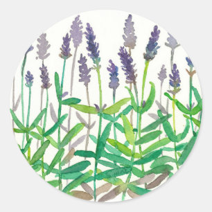 Sticker Rond Fleurs de lavande Aquarelle Botanique Herbes Art