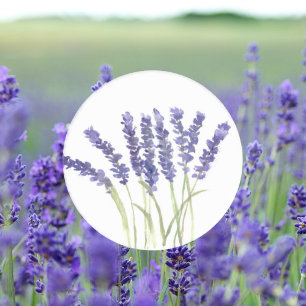 Sticker Rond Fleurs de lavande Aquarelle Florale pourpre