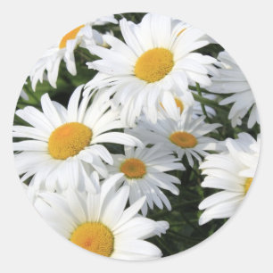 Sticker Rond Fleurs de marguerite grandissant Blanc