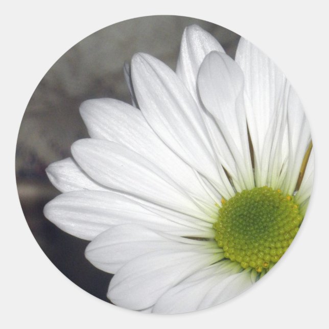 Sticker Rond Fleurs de marguerites blanches Photo (Devant)