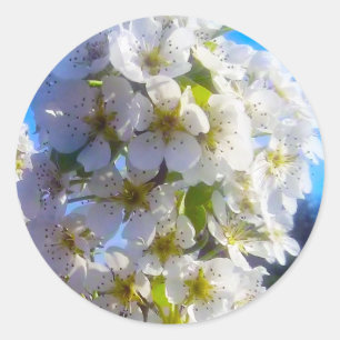 Sticker Rond Fleurs de poires