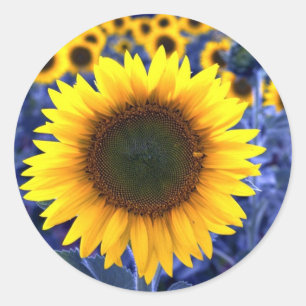 Sticker Rond Fleurs de soleil