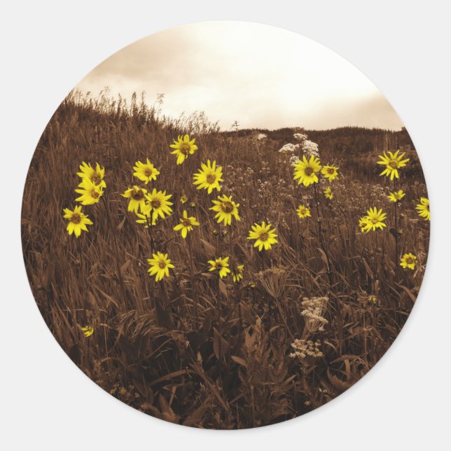 Sticker Rond Fleurs de soleil (Devant)