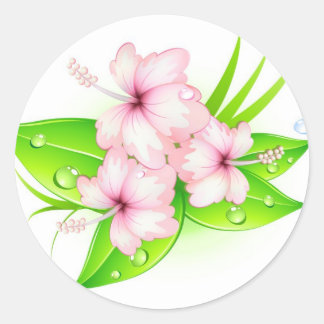 Sticker Rond fleurs d'hibiscus