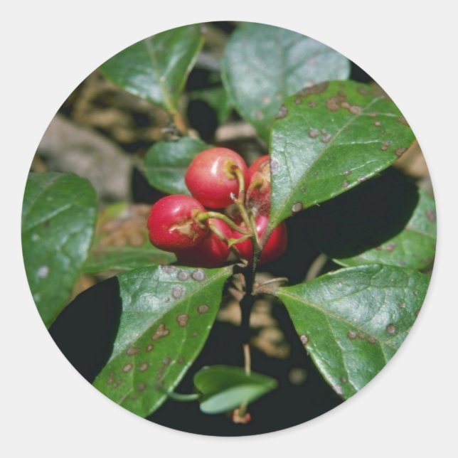 Sticker Rond Fleurs d'hiver (Gaultheria Procumbens) (Devant)