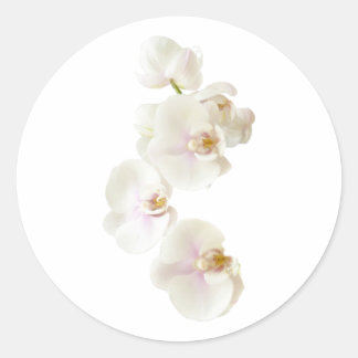 Sticker Rond Fleurs d'orchidées