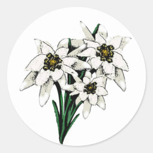 Sticker Rond Fleurs Edelweiss