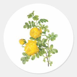 Sticker Rond Fleurs Florales Vintage, Roses Jaunes par Redoute