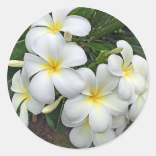 Sticker Rond Fleurs Hawaii Plumeria