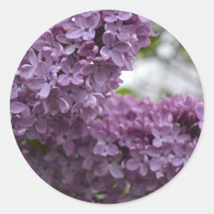 Sticker Rond Fleurs lilas