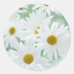 Sticker Rond Fleurs marguerites