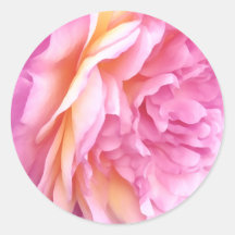 Fleurs roses anglaises roses pétales floraux
