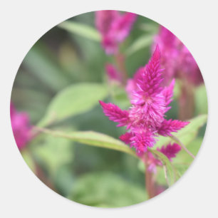 Sticker Rond Fleurs roses Celosia Garden Nature Photographie