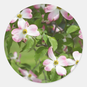 Sticker Rond Fleurs roses de floraison de cornouiller de
