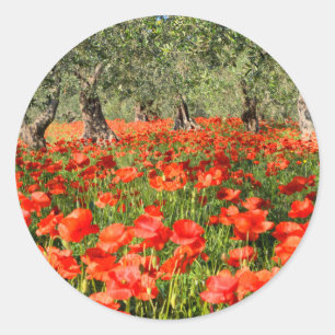 Sticker Rond Fleurs rouges de pavot sous de vieux oliviers