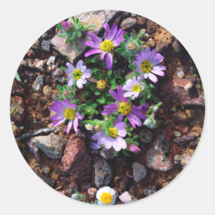 Sticker Rond Fleurs sauvages