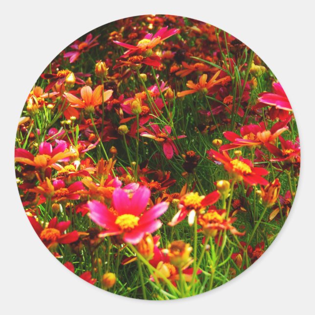 Sticker Rond Fleurs sauvages rose et jaune pâle (Devant)