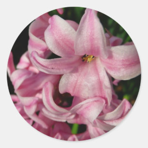 Sticker Rond Floral Pink Hyacinth