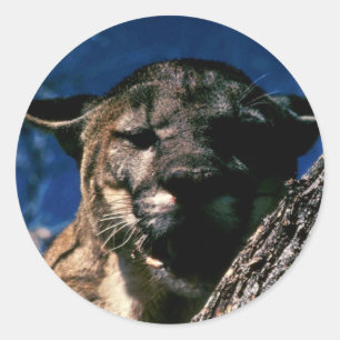 Sticker Rond Floride Panther